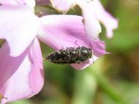 Metallic Wood Boring Beetle