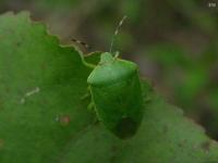 Green Stink Bug