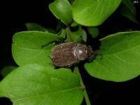 May Beetle