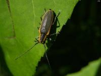 Red-edged Saperda Beetle