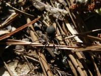 Harvestman