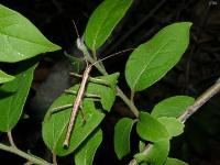 Southern Two-striped Walking Stick