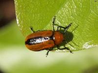 Clay-colored Leaf Beetle