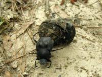 Humpback Dung Beetle