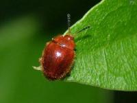 Handsome Fungus Beetle