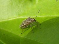 Scentless Plant Bug