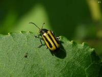 Alligatorweed Flea Beetle