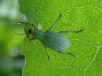 Golden Headed Broad-nosed Weevil