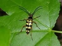 Flower Long-horned Beetle, Possible young Zebra