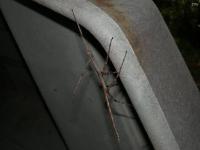 Female Giant Walking Stick