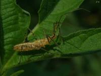 Assassin Bug Nymph