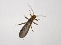 Giant Stonefly