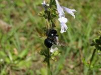 Carpenter Bee