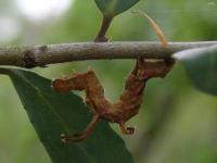 Horned Spanworm Moth Caterpillar