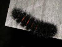 Giant Leopard Moth Caterpillar