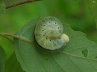 Elm Sawfly Larvae