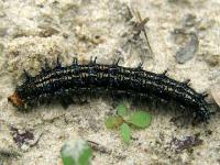 Common Buckeye Butterfly Caterpillar