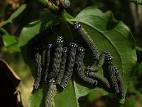 Turbulent Phosphila Owlet Moth Caterpillar