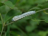 Sawfly Larvae