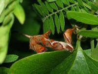 Curve-lined Owlet Moth Caterpillar