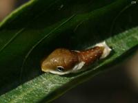 Spicebush Swallowtail Caterpillar