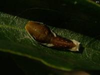 Spicebush Swallowtail Caterpillar