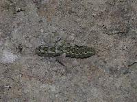 Armyworm Moth Caterpillar