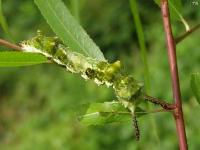 Probable Viceroy Butterfly Caterpillar