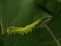 Prominent Moth Caterpillar