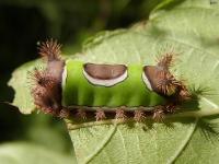 Saddleback Caterpillar Moth