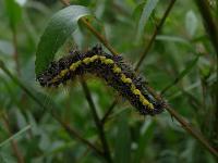 Smeared Dagger Moth Caterpillar