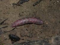 Oblique Heterocampa Moth Caterpillar