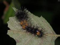 Early Instar Giant Leopard Moth Caterpillar