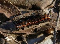 Gulf Fritillary Butterfly Caterpillar