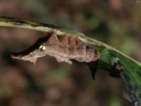 Unicorn Caterpillar Moth