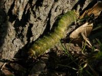 Imperial Moth Caterpillar