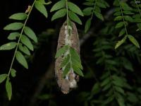 Southern Flannel Moth Caterpillar