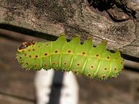 Luna Moth Caterpillar