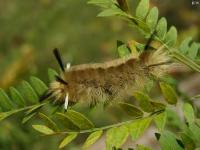 Banded Tussock Moth Caterpillar