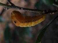 Spicebush Swallowtail Caterpillar, older still.