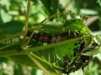 Red Admiral Butterfly Caterpillar based on Host Plant