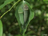 Eastern Tiger Swallowtail Caterpillar