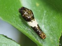 Eastern Tiger Swallowtail Caterpillar