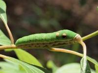 Spicebush Swallowtail Caterpillar