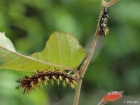 Question Mark Butterfly Caterpillar