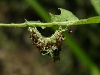 Emerald Moth Caterpillar