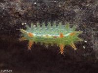 Spiny Oak Slug Moth Caterpillar