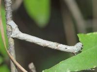 Dotted Gray Moth Caterpillar