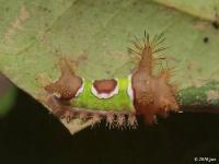 Saddleback Caterpillar Moth