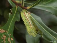 Io Moth Caterpillar